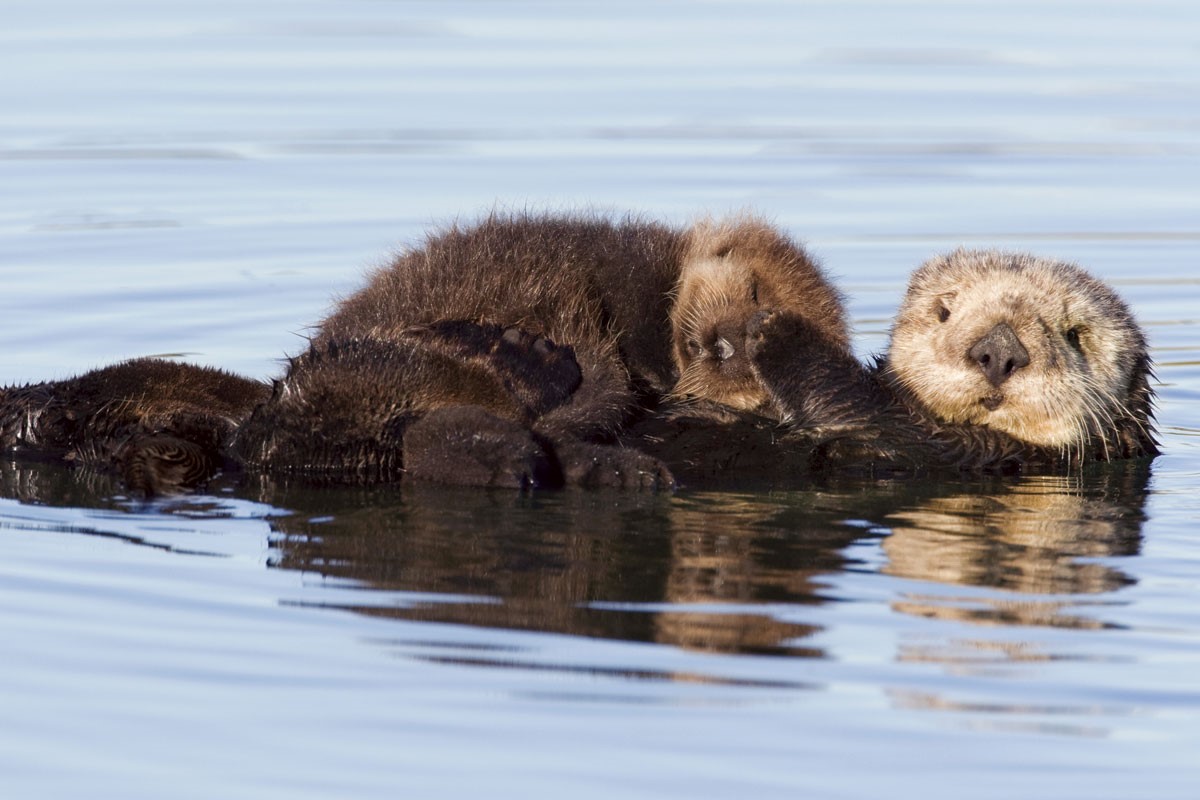 Sea Otter Reintroduction to Oregon Archives - Geospatial Ecology of