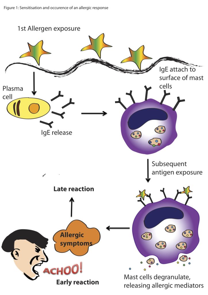 allergic reaction mechanism