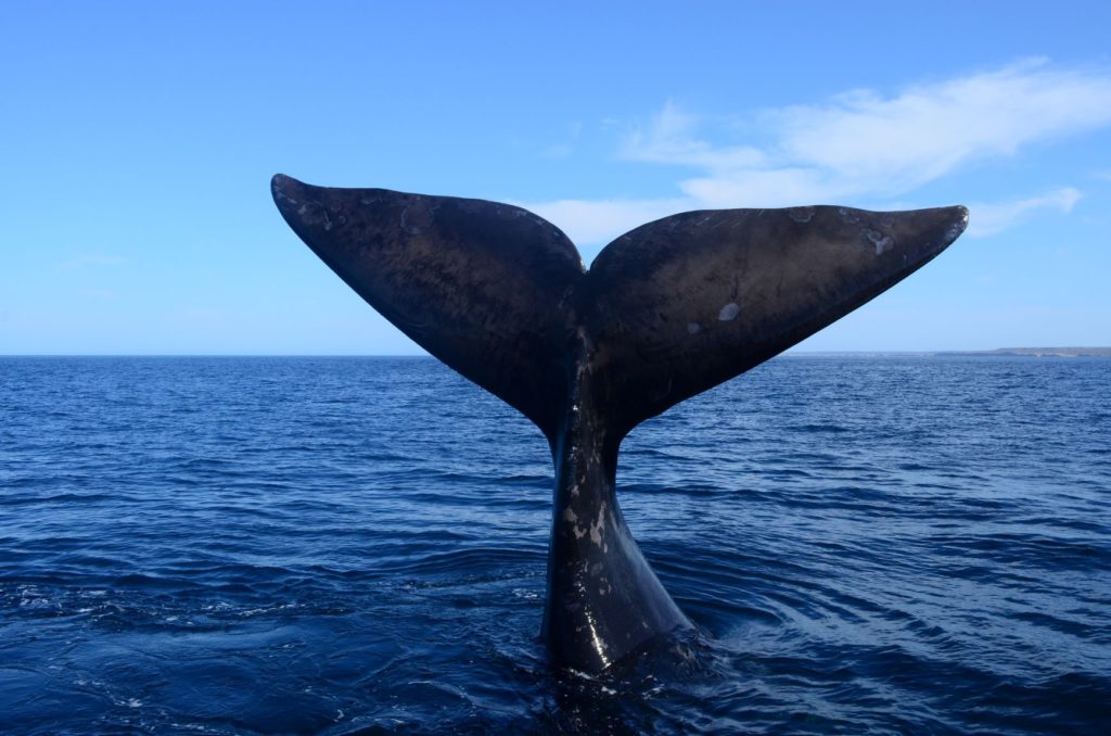 Most blue whales are 'righties,' except for this one move