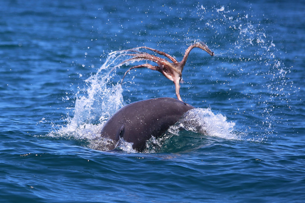 Bottlenose Dolphin Prey