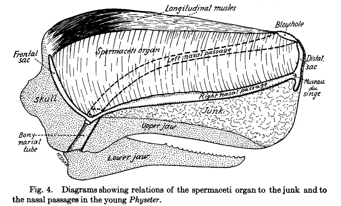 Five mindblowing facts about sperm whales Geospatial Ecology of
