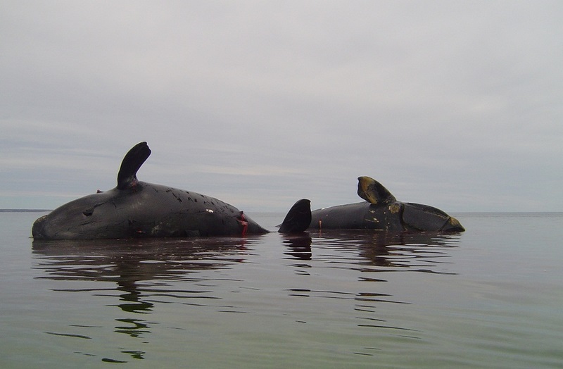 FWC Fish and Wildlife Research Institute - Mass of intertwined marine  debris found inside of the sperm whale during necropsy. Biologists say  marine debris likely led to whale's stranding off the Florida