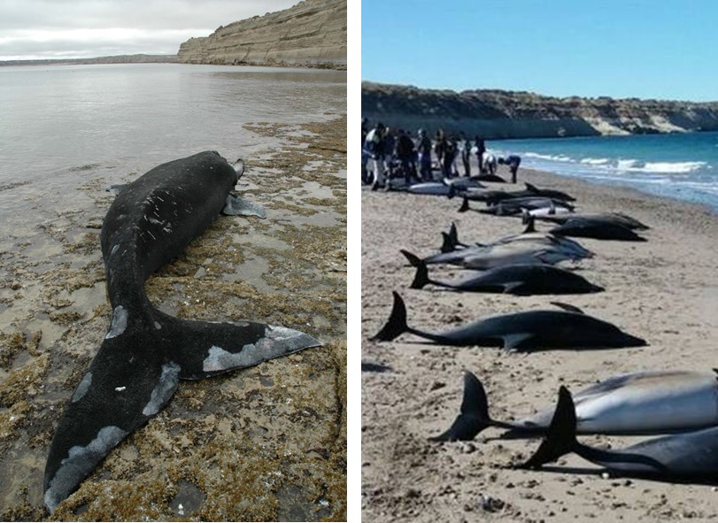 Apocalyptic image': More than 330 whales found dead in largest known whale  stranding event