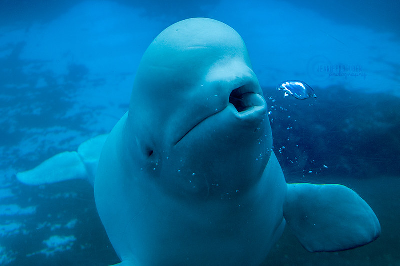 Does cat poop pose a problem for belugas? - Baleines en direct