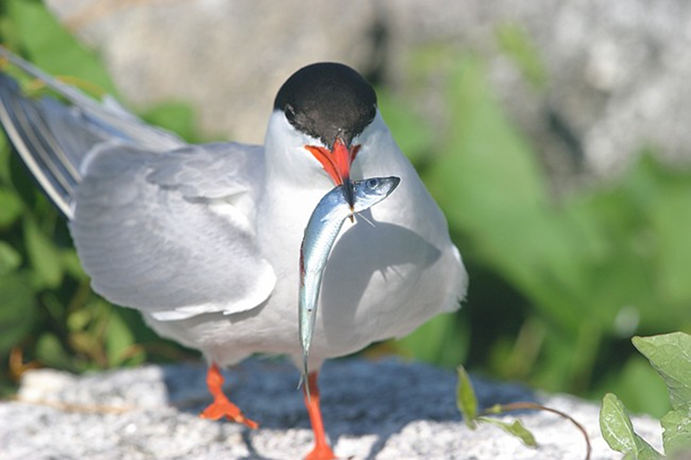 Seabirds – Geospatial Ecology of Marine Megafauna Laboratory