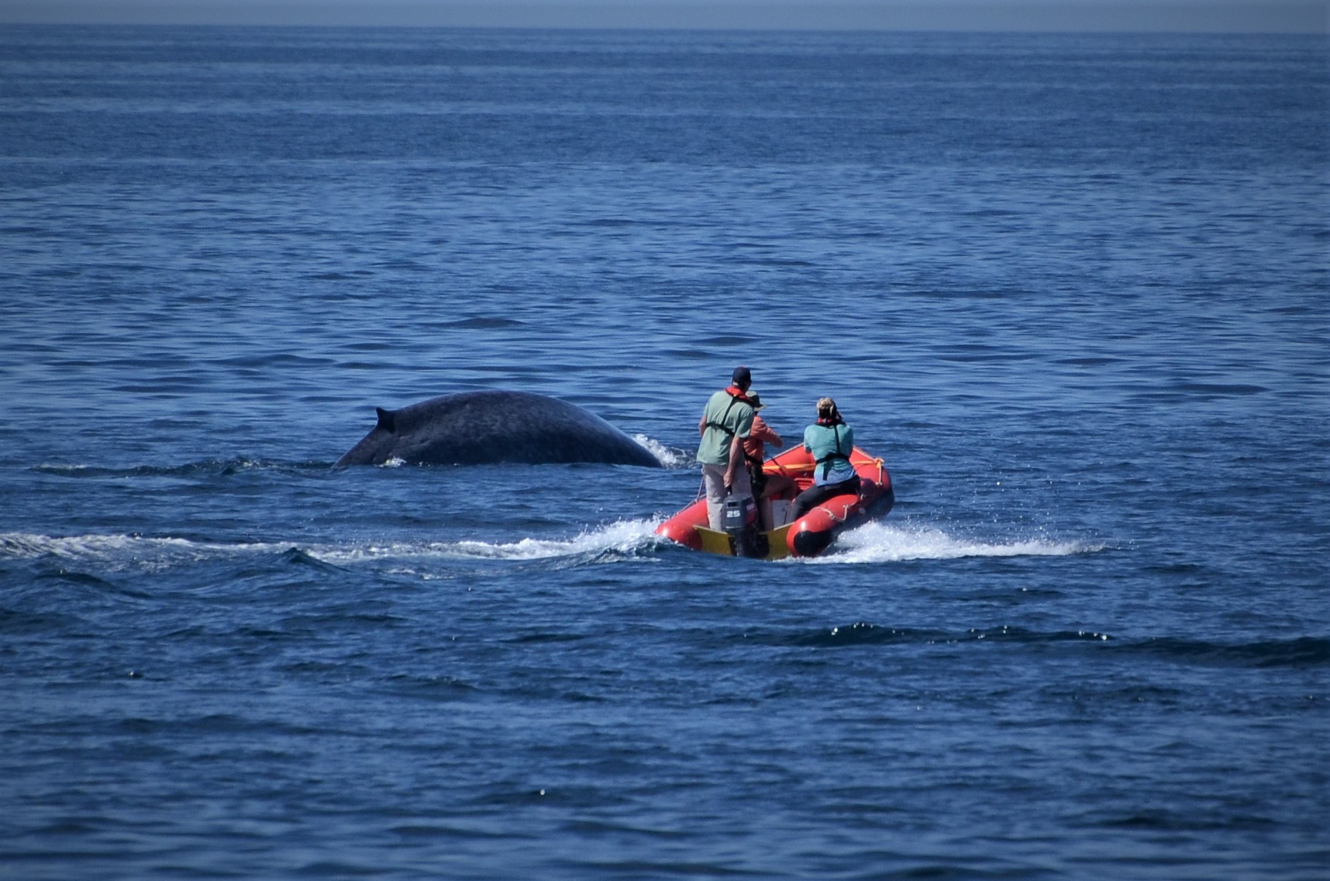 Saving the blue whales of the South Taranaki Bight Inspiration