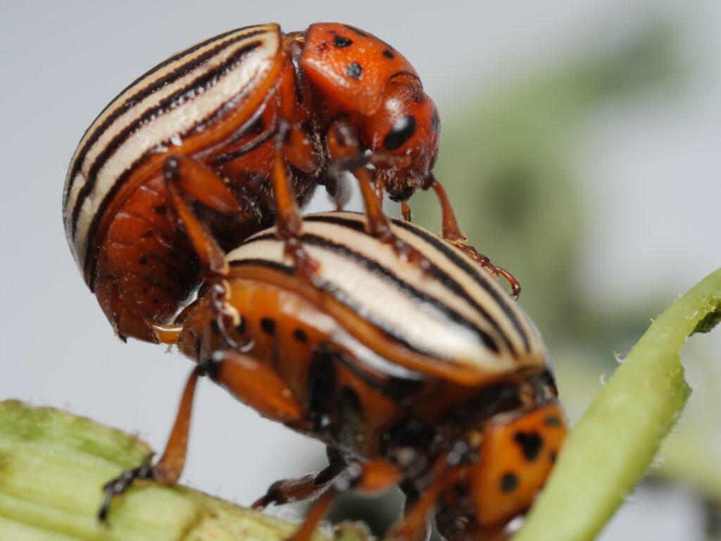 This image has an empty alt attribute; its file name is Butcher_Colorado-Potato-Beetle_01-1024x768.jpg