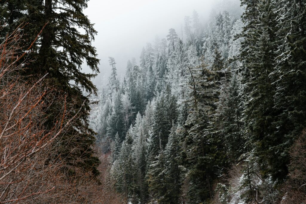 a landscape view of a snowy forest