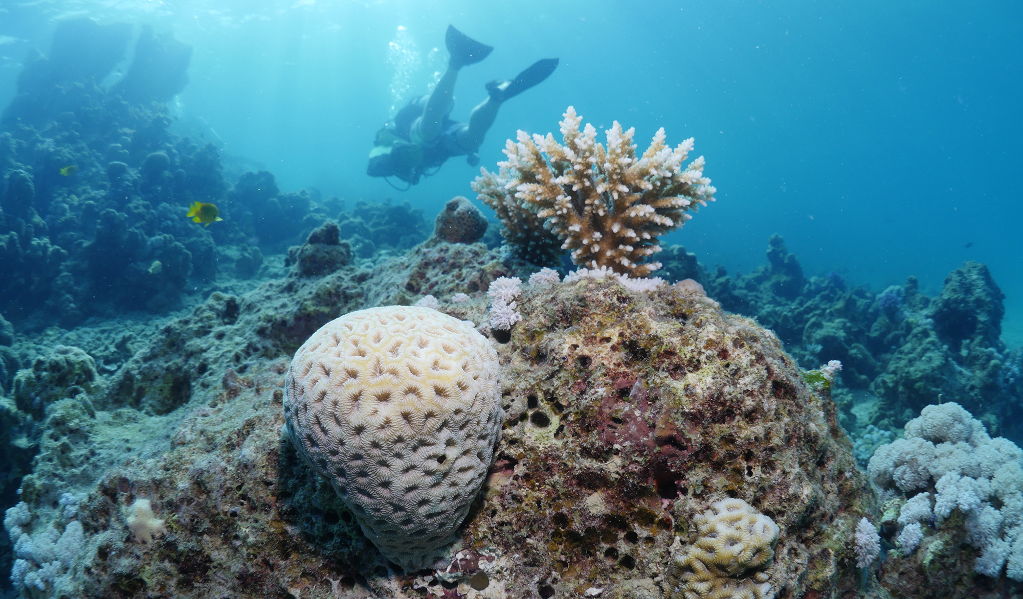 How climate change weakens coral 'immune syst