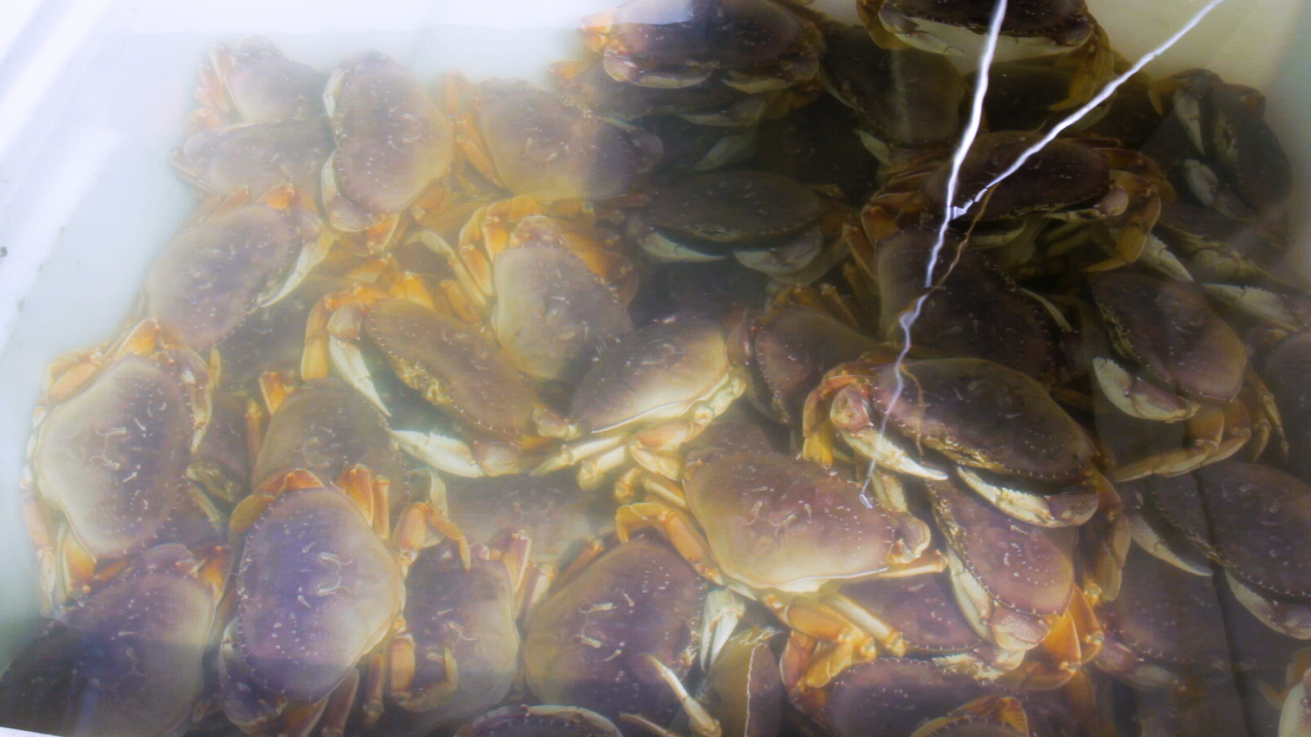 6 inch Dungeness Crab caught with a crab snare - Picture of