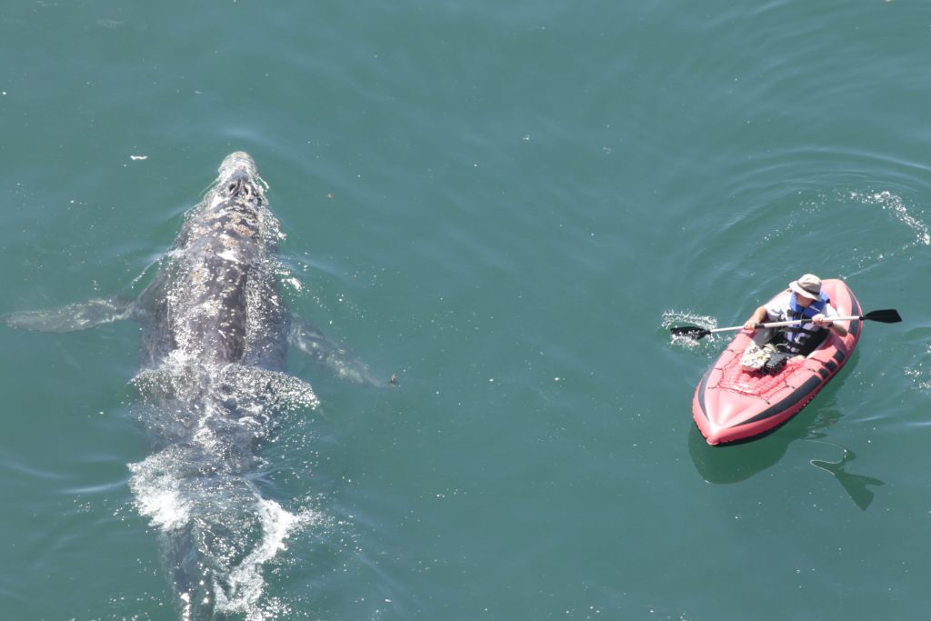 whale kayak encounter Watch out for whalesWatch out for whales