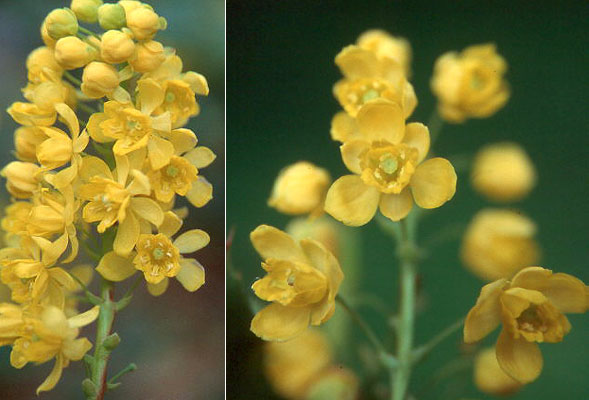 Image of Close-up of Oregon grape flower