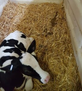 A Holstein calf lies in a calf pen with some loose manure in the corner.