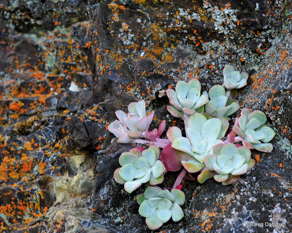 a succulent plant growing in garden soil