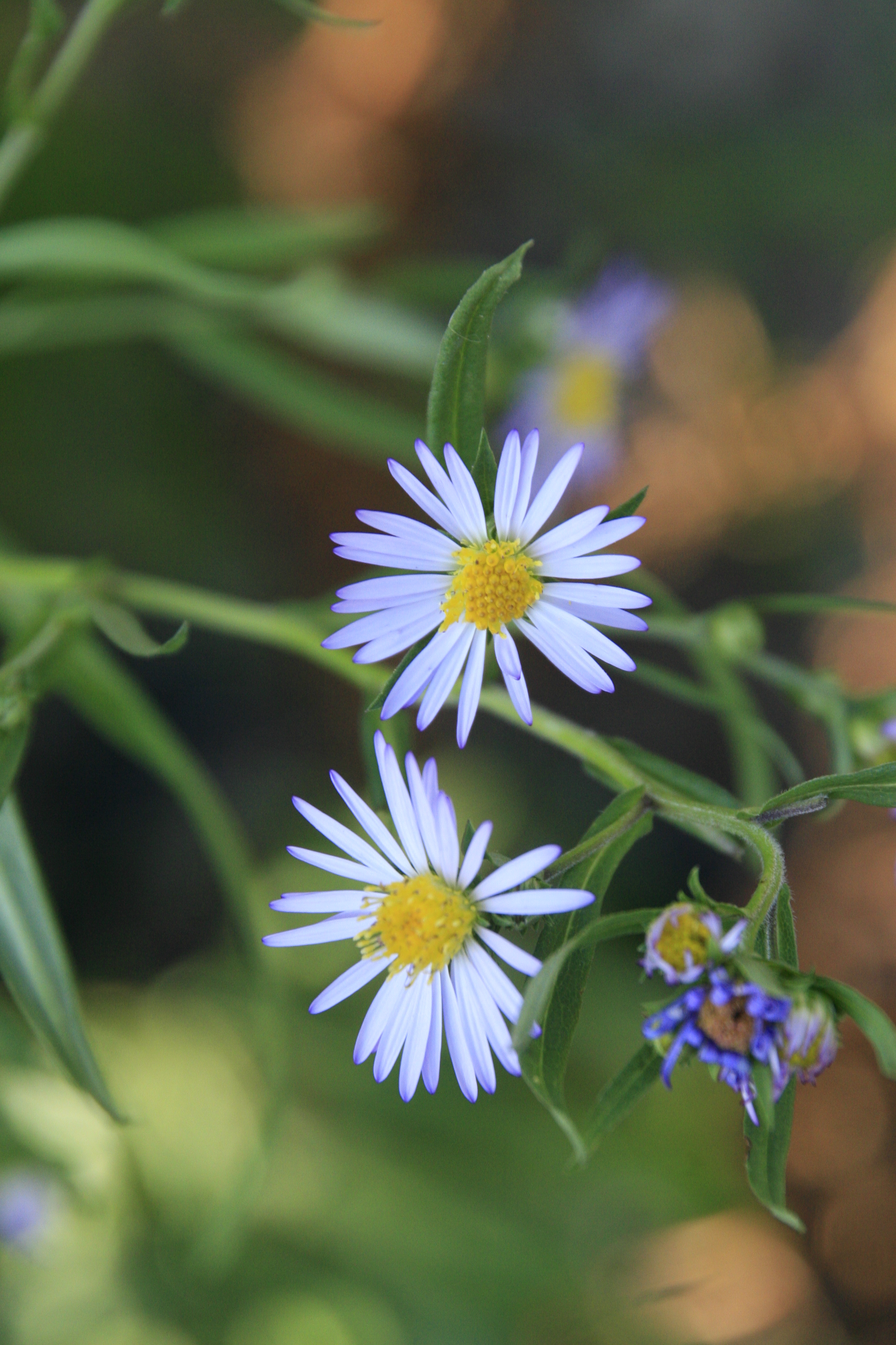 Symphyotrichum subspicatum flower