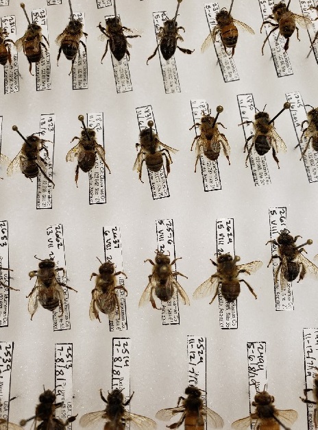 Queen Bee Microbiomes Are not Like Those of Worker Bees