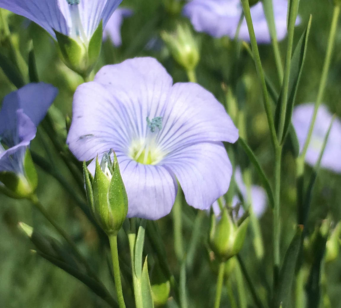 How Do We Know What Flowers Bees Like Garden Ecology Labgarden Ecology Lab