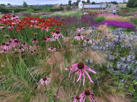 Pollinator friendly flowers