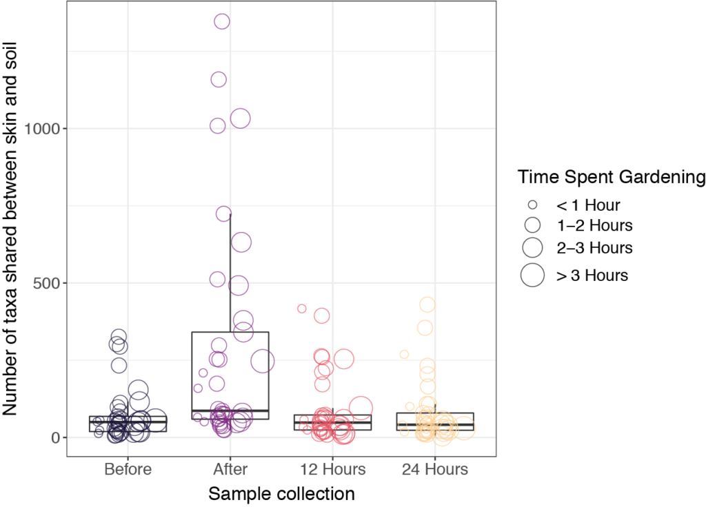 Number of bacterial taxa shared between garden soil and skin microbiome samples increases after gardening, particularly for individuals who spend more than 1 hour gardening, but returns to baseline within 12 hours.