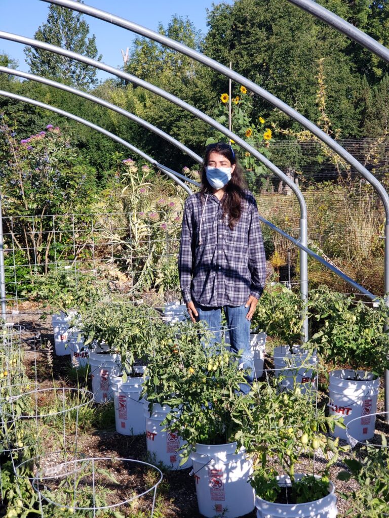 A student in jeans and a long sleeved shirt, wearing a mask, stands in the middle of his containerized tomato garden research plot.