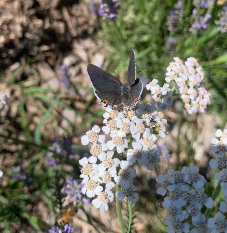Top 10 Oregon Native Plants for Pollinators Week 1 Garden Ecology Lab