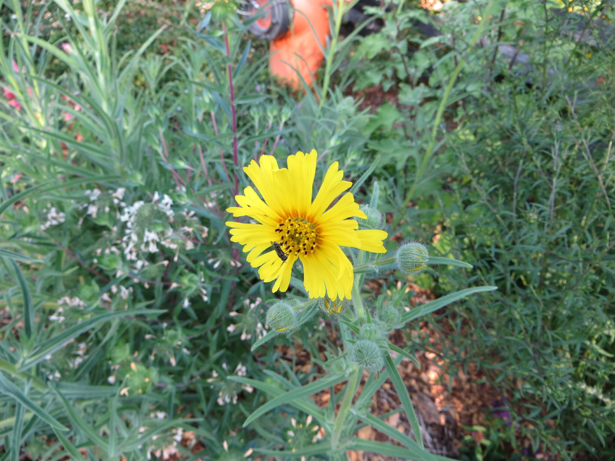 Top 10 Oregon Native Plants for Pollinators Week 6 Garden Ecology Lab