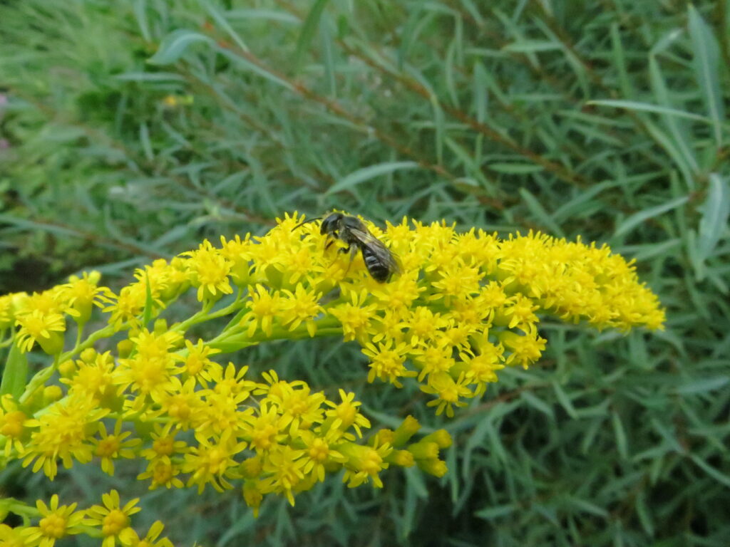 Top 10 Oregon Native Plants for Pollinators Week 5 Garden Ecology Lab