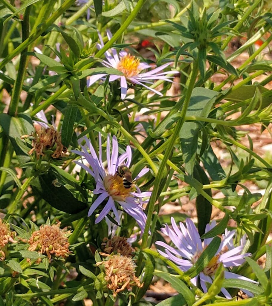 Top 10 Plants for Pollinators Garden Ecology Lab