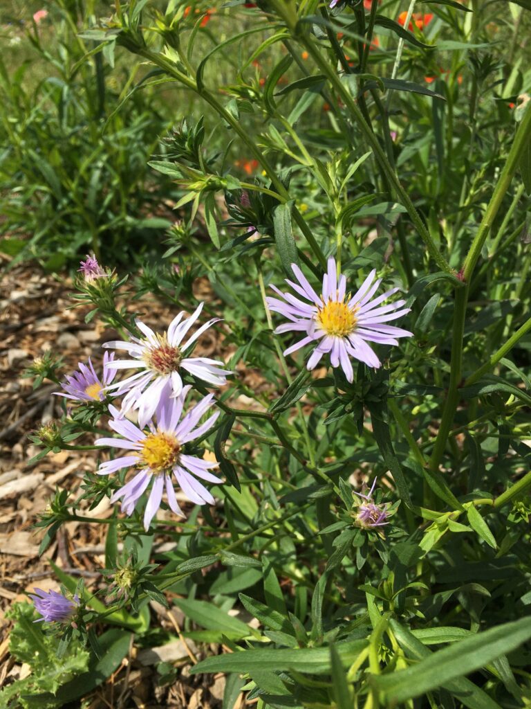 Top 10 Plants for Pollinators Garden Ecology Lab