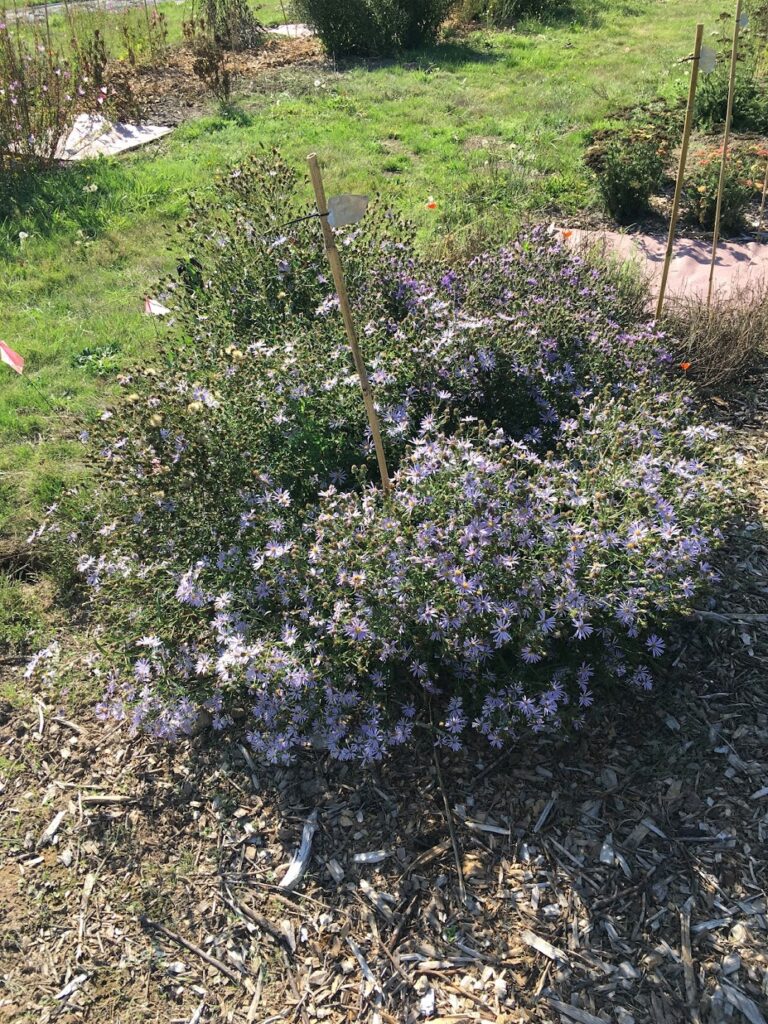 Top 10 Plants for Pollinators Garden Ecology Lab