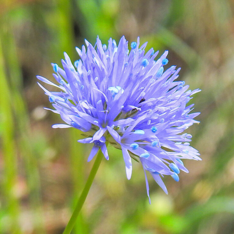 Top 10 Plants for Pollinators Garden Ecology Lab