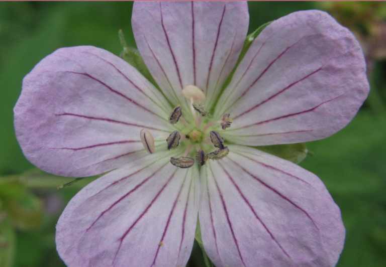 Top 10 Plants for Pollinators Garden Ecology Lab