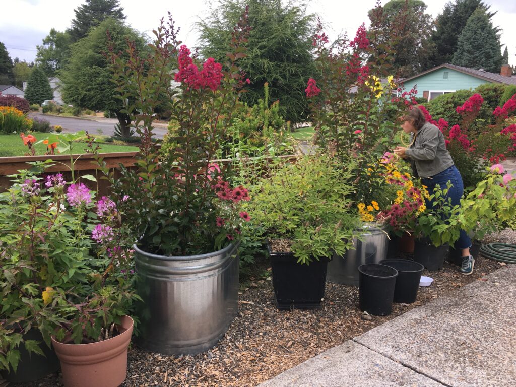 An image of a young woman, collecting bees from flowering plants in a container garden.