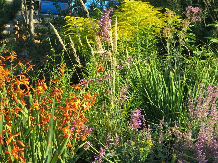 An Urban Rooftop Garden for Pollinators - FineGardening