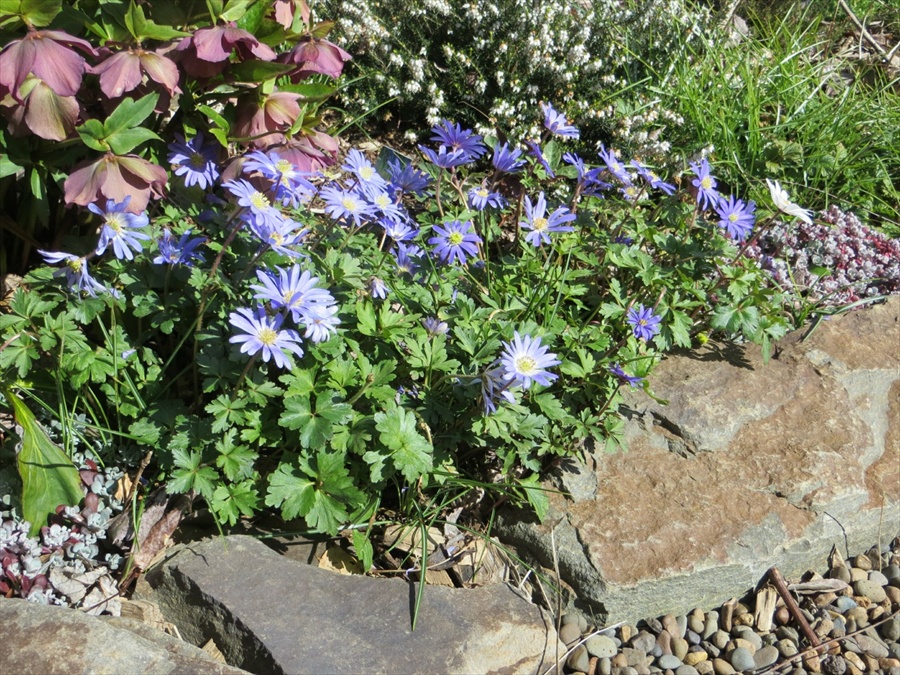 Pollinators  Garden Ecology Lab