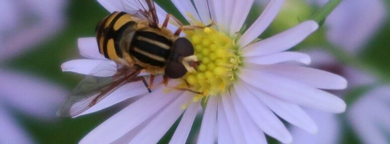 Syrphid fly on Douglas Aster