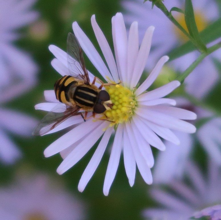 Syrphid fly on Douglas Aster