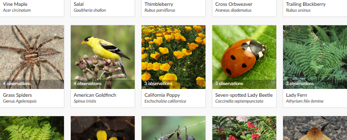 A grid of 25 species observed and posted to iNaturalist.