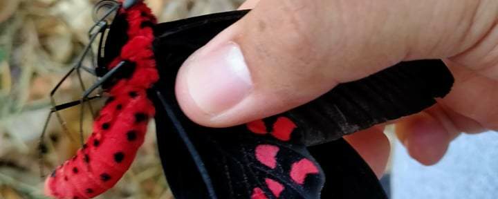 A black and red philippine batwing butterfly. You can see a hand holding the butterfly's wings closed.