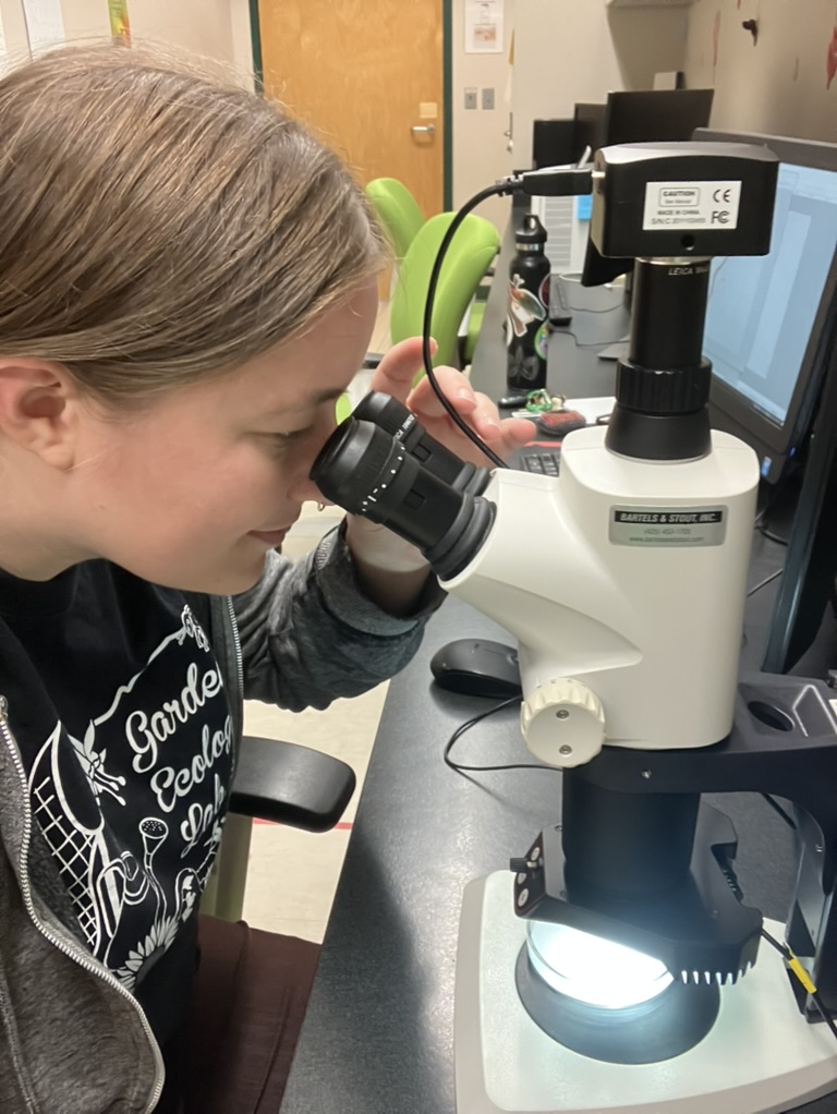 A researcher looks through the microscope at microplastic particles
