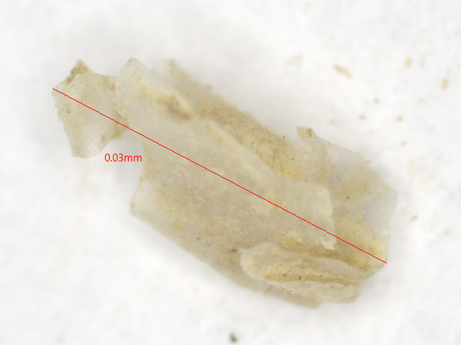 Fig. 15: Clear film MP, with some attached sediment
