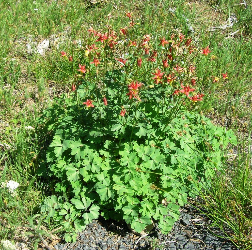 large clump of red columbine flowers