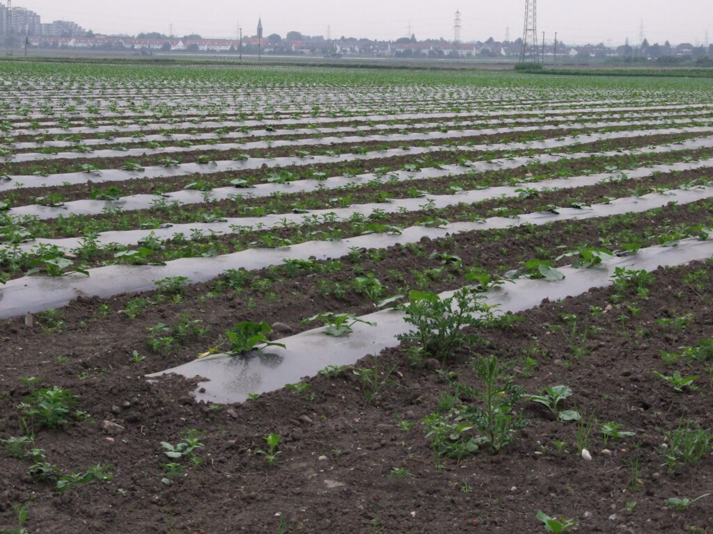 Plastic film mulch in rows on an agricultural field
