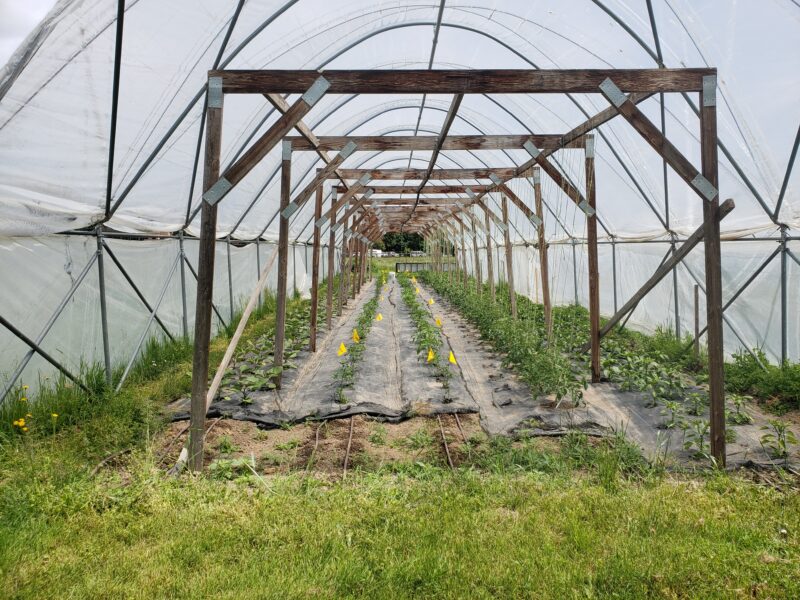 hoop house and plastic mulch