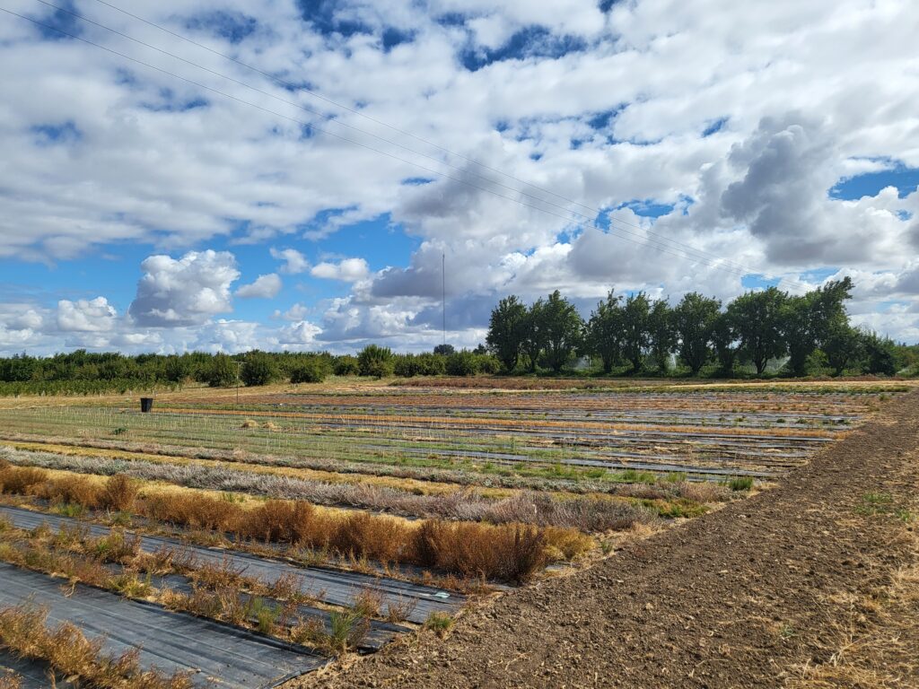 a farm field with plastic mulch between rows