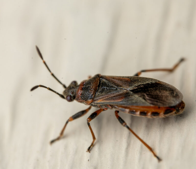 image of an elm seed bug