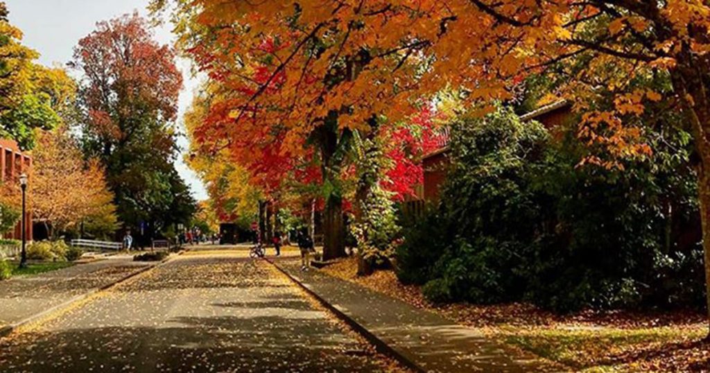 Red, orange, and yellow leaves decorate the trees and the sidewalk on a fall day on campus. 