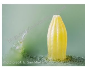 pieris rapae egg on leaf