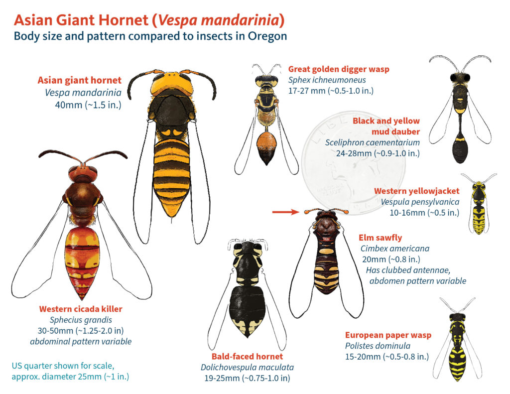 Asian Giant Hornet PNW Info Sources VegNet