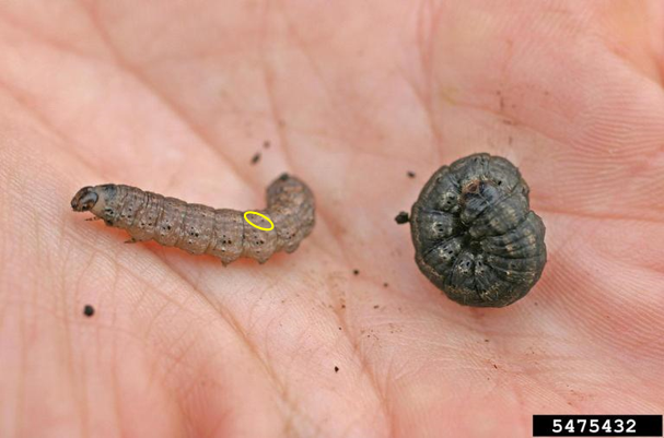 cutworms in hand